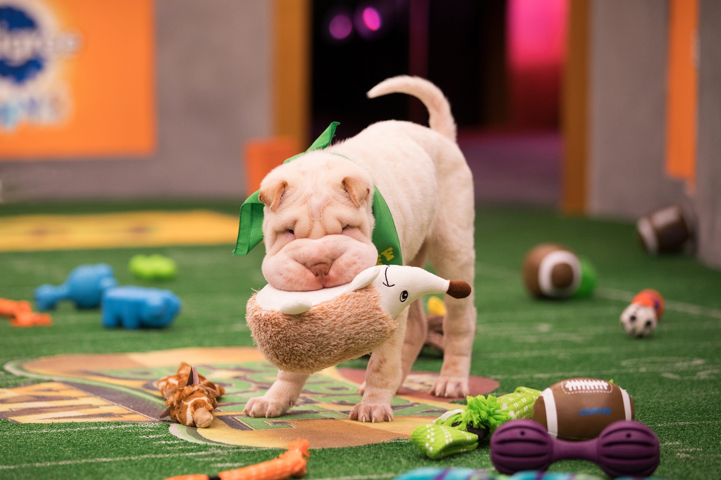 Puppy Bowl A Workout For Producers