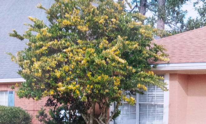 The plant for this week is the variegated form of Ligustrum japonicum. [CONTRIBUTED PHOTO]