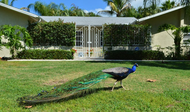 A peacock walks through a yard on Russell Street in the Longbeach Village neighborhood on Longboat Key. Peacocks are protected in several parts of the country, allowed to roam freely. So they will stay with a property, whether the buyer likes it or not. [Herald-Tribune staff file photo / Mike Lang]