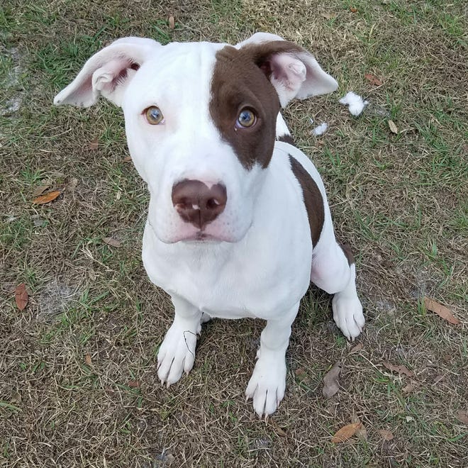 Bullseye is a playful and sweet 4-month-old male puppy. He is great with other dogs and kids. Being that Bullseye is still a puppy, he will need patience and training to help him grow up to be a social and happy adult dog. Meet Bullseye at the Humane Society of Lake County.