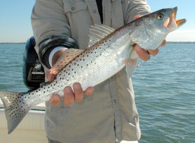 Trout are a primary February target in Panhandle backcountry, with the fish stacking up in river channels, dredged canals and potholes. {Frank Sargeant photo}