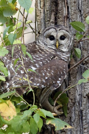 A barred owl that was found on the side of U.S. 61 perches in a tree Oct. 20, 2016, after being released back into its natural habitat at Starr's Cave Nature Center in Burlington. About 30 people will hike — and hoot — through the woods surrounding the nature center Thursday in hopes of getting a response from barred owls and great horned owls during the annual Des Moines County Conservation Owl Prowl. [Erin Lefevre/thehawkeye.com]