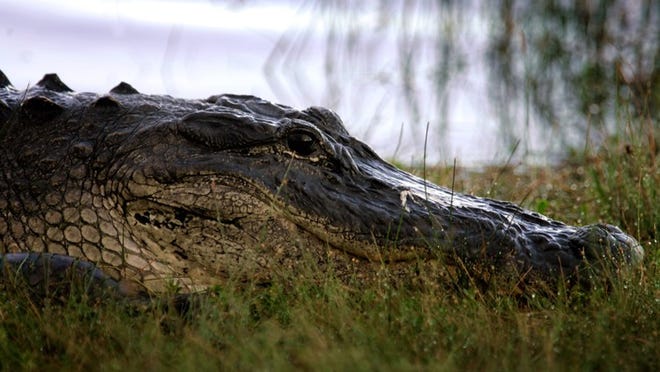 Florida alligator.