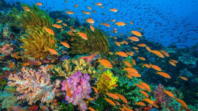 Coral reefs are part of the vast underwater world explored in "Planet Earth: Blue Planet II" (9 p.m., BBC America). [BBC AMERICA PHOTO]