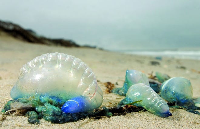 Stings from Portuguese Man-Of-War such as these were reported over the weekend at Brevardf beaches. [GateHouse media file photo]