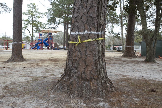 Pine trees are marked at Sheffield Park earlier this month. Several were taken down either because of disease or because they blocked views of the stage under construction, City Manager Michael White said. [JOSHUA BOUCHER/THE NEWS HERALD]