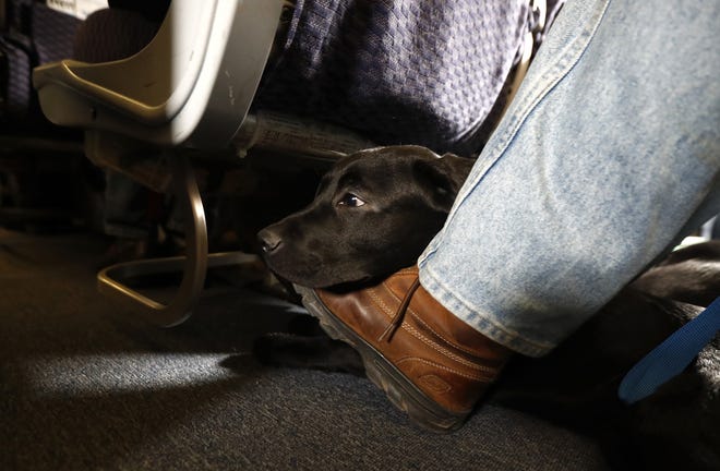 In this Saturday, April 1, 2017, file photo, a service dog named Orlando rests on the foot of its trainer, John Reddan, while sitting inside a United Airlines plane at Newark Liberty International Airport during a training exercise, in Newark, N.J. United Airlines wants to see more paperwork before passengers fly with an emotional-support animal. United says the changes won't affect owners of legitimate service animals with special training. (AP Photo/Julio Cortez, File)