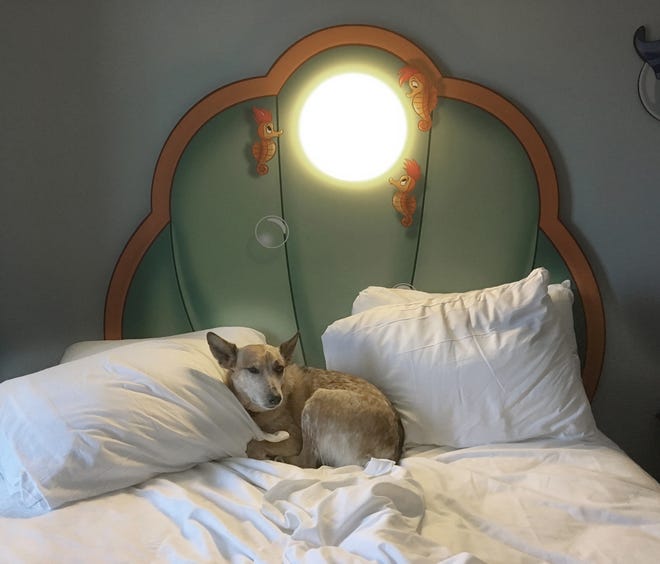 Annie Oakley Tater Tot prepares for a snooze in a "Little Mermaid"-themed bed at Walt Disney World's Art of Animation resort in Florida. [JEN A. MILLER/THE WASHINGTON POST]