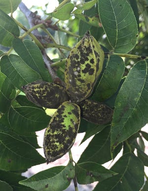 Here’s what the dreaded scab disease looks like in early stages. It infects leaves and nuts. Eventually the whole nut turns black and there’s nothing to harvest. [CONTRIBUTED PHOTO]