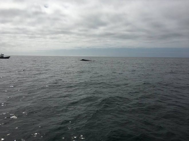 A Florida Fish and Wildlife officer took this picture, shared in the Panama City Fishing Facebook group, of a humpback whale offshore of Panama City Beach on Feb. 15. [Contributed Photo]