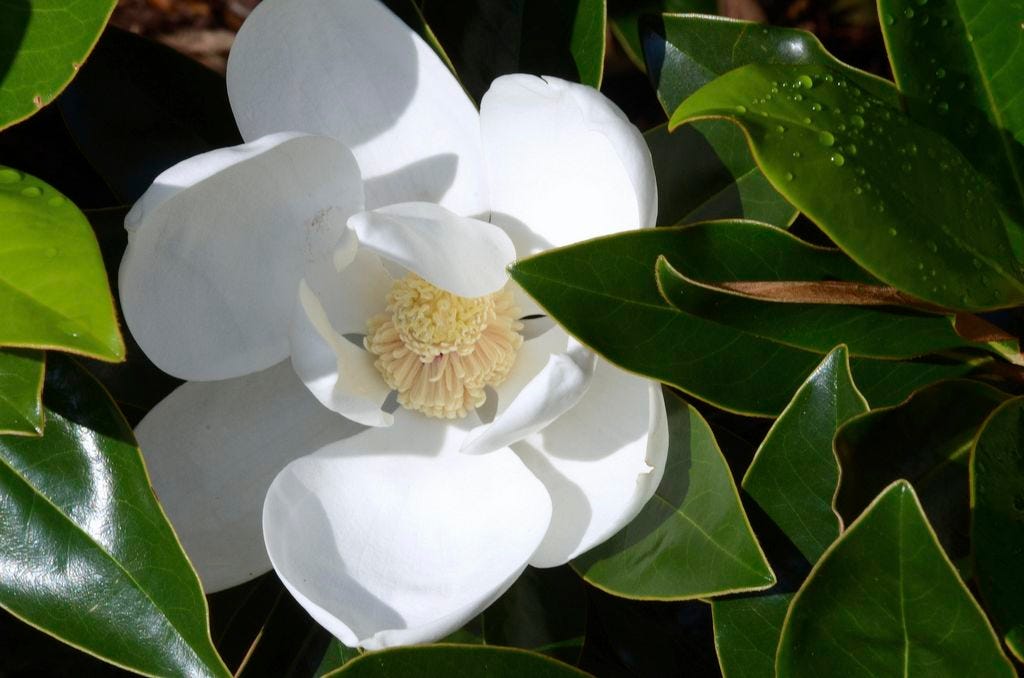 Betty Montgomery: Select the best magnolia for your garden