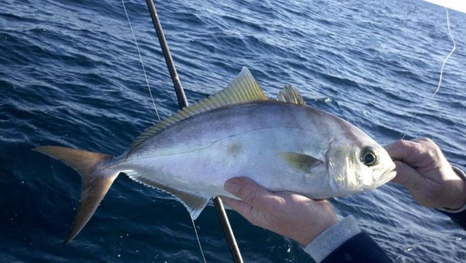The banded rudderfish, a diminutive version of the greater amberjack, have come on strong and are legal to harvest this time of the year. [FILE PHOTO]