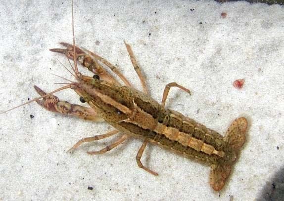 The Panama City crayfish is listed as an FWC species of concern. [FWC/CONTRIBUTED PHOTO]