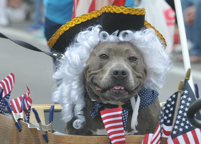 The Georgefest parade on Saturday will feature an array of floats, bands, performers – and even a few four-legged participants. [TOM BENITEZ / CORRESPONDENT]