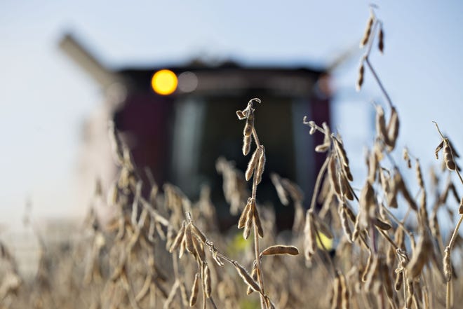 Soybeans are harvested with a combine harvester in Princeton, Ill. [DANIEL ACKRE/BLOOMBERG]