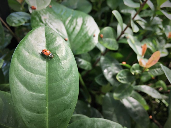 Ladybugs, which eat aphids, are a living form of pest control. [Franklin Park Conservatory and Botanical Gardens]