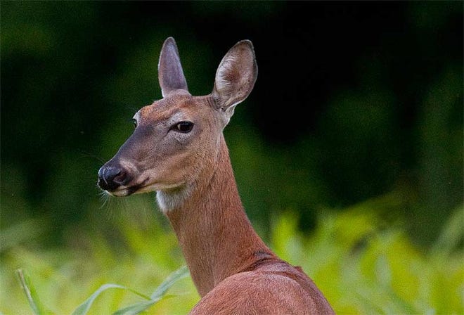 No-kill deer hunts help kids with disabilities