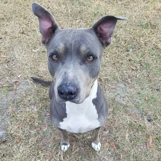 Harmony is a beautiful 2-year-old female terrier/weimaraner mix. She is very sweet and has a calm personality. Harmony is dog and kid friendly, but no cats. Meet this darling girl at the Humane Society of Lake County. She's ready for a home.