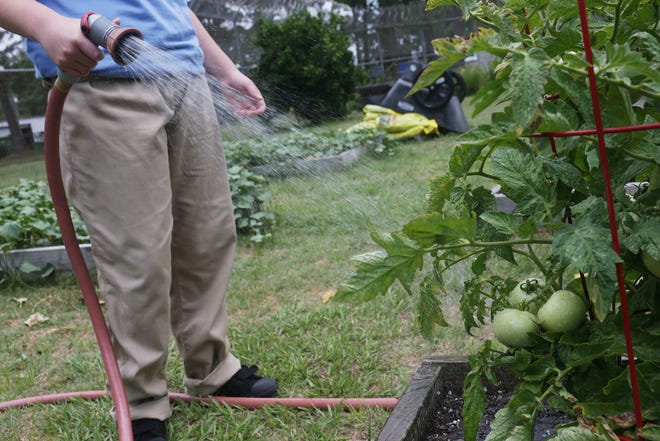 A resident waters a tomato plant in the garden at the Bay Regional Juvenile Detention Center in 2013. The center seeks volunteers to mentor and teach the youth in the facility. [NEWS HERALD FILE PHOTO]