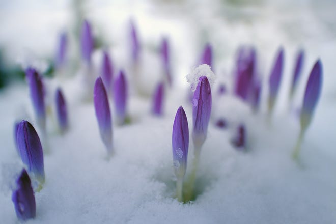 While the winter has been an unpredictable one, spring is hopefully just around the corner.