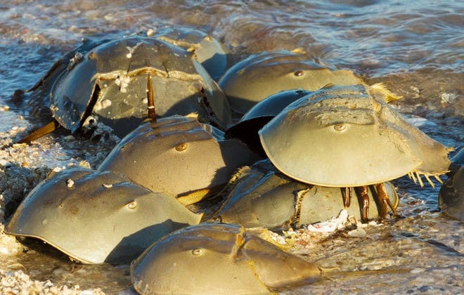 Mating horseshoe crabs. [Photo by Connie Mier]