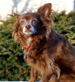 Buddy, an 8-year old long-haired Chihuahua, is ready to meet you! [Courtesy Photo by Rich McSweeney]