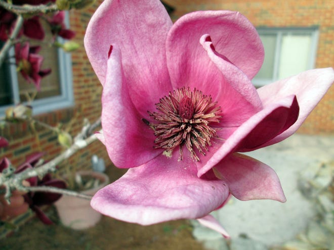 The deciduous magnolia cultivar 'Genie' is seen in full bloom at the Craven County Agricultural building during the last week of February. [CONTRIBUTED PHOTO]