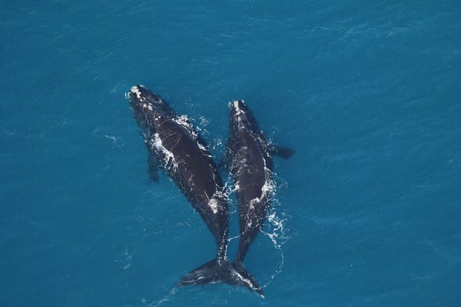 An aerial survey team, aboard a National Oceanic and Atmospheric Administration Twin Otter aircraft, spot North Atlantic right whales off Jekyll Island, Georgia in this February file photo. [Research conducted and photos taken under NOAA permit #20556 Courtesy of Sea to Shore Alliance]