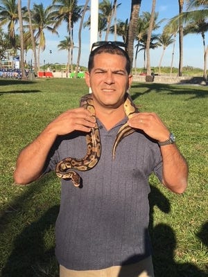 A Miami Beach code enforcement officer with Penelope the python in December 2017. State police soon detained the snake's owner and called the border patrol when she could not produce documents showing she was in the United States legally. [Florida Fish and Wildlife Conservation Commission/TNS]