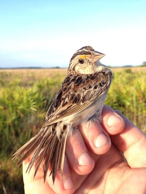 A mother grasshopper sparrow is part of a captive breeding program in Florida to save the species from extinction, in a May 2016 file image. "Extinction is a real possibility," for the grasshopper sparrow, said Larry Williams, the U.S. Fish and Wildlife Service's Florida supervisor for ecological services. [Craig Pittman/Tampa Bay Times/Zuma Press/TNS]