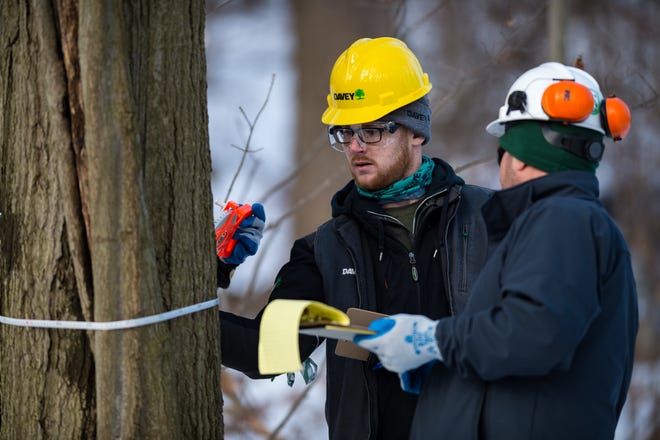 Kyle Smedi of Davey Tree Expert Co.'s Cleveland East Commercial Office, and Troy Boughner of Toronto, Canada measure the diameter of a tree as a part of a recent outdoor exercise to identify potential infestation of the Asian Longhorn Beetle.