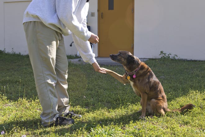 Participants in the New Leash on Life program train Annie, a dog that was recently adopted, at the Bay County Juvenile Detention Center on Monday. [JOSHUA BOUCHER/THE NEWS HERALD]