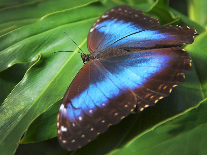 “Blooms & Butterflies” returns to the Franklin Park Conservatory and Botanical Gardens starting March 10.