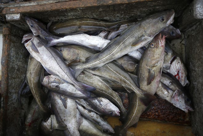In this April 23, 2016 photo, cod, the larger fish at right, and silvery haddock, are sorted aboard a fishing boat off the coast of New Hampshire. The most recent Dietary Guidelines for Americans suggests that adults consume at least 8oz. of seafood a week. (AP Photo/Robert F. Bukaty)