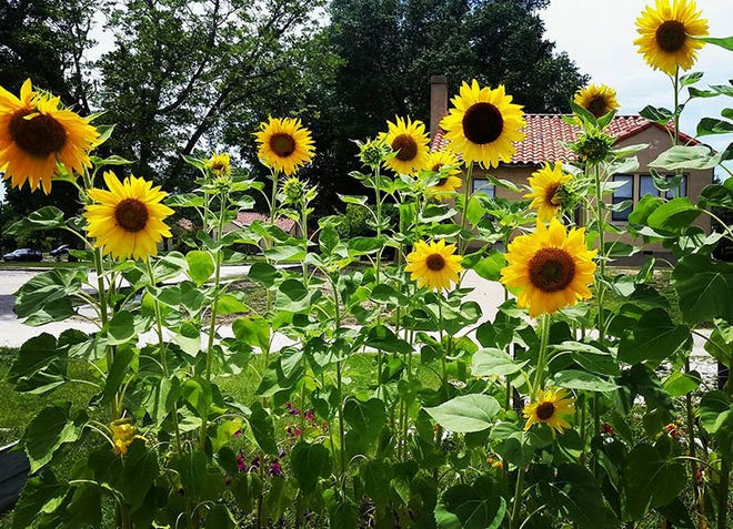 Sunflowers in bloom at the Fort Bragg Victory Garden. The Fort Bragg Victory Garden was established in 2014.