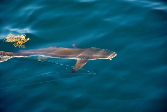 Cobia often cruise Panhandle beaches just below the surface in March and April, making them great sight-fishing targets. [CAPTAIN TROY FRADY/CONTRIBUTED PHOTO]