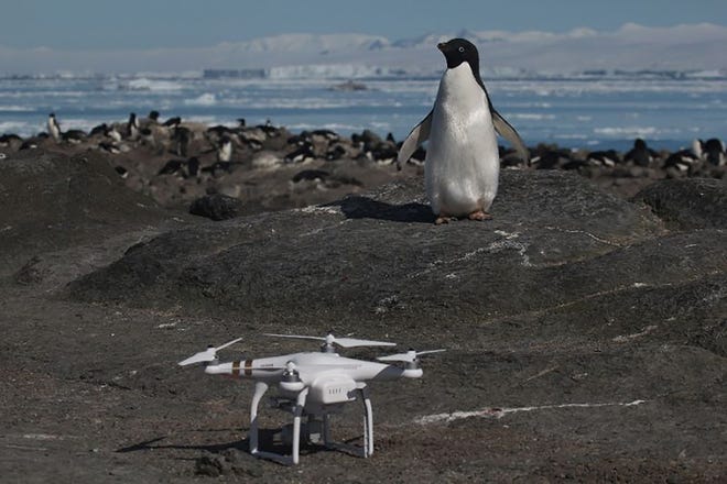 More than 1 million Adelie penguins were found on the Danger Islands in Antarctica during a trip by a team of researchers led by the Woods Hole Oceanographic Institution. The team used quadcopter drones to take pictures of the penguins, like this one seen on Brash Island. Rachel Herman/Louisiana State University