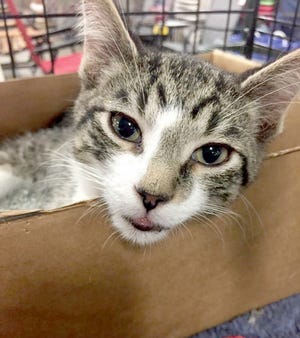 A friendly cat peeks its head out of a box for a picture. Animal Aid of Branch County will host its annual Comedy Night Saturday at Johnny T’s. [COURTESY PHOTO]