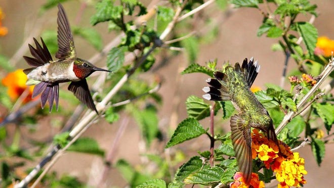 Now that spring is almost here, Travis Audubon Society is hosting a free seminar about hummingbirds and which ones you can find in Central Texas. Contributed