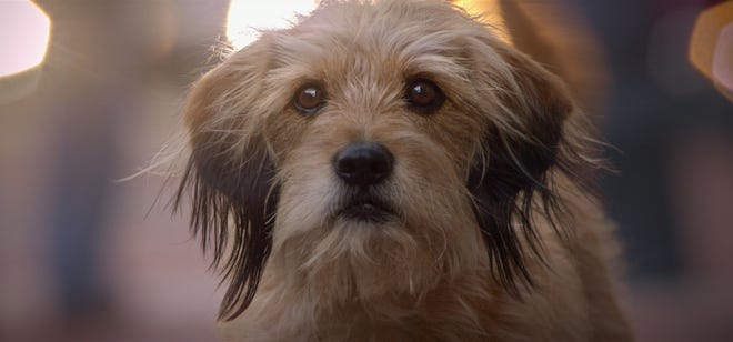 Netflix's "Benji" is a modern day retelling of the classic story.