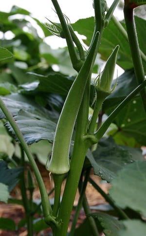 Okra is one of the healthiest vegetables you can eat, and it has a delicately exquisite flavor. [PHOTO BY ROGER MERCER]