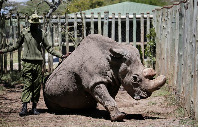In this May 3, 2017, photo, a ranger takes care of Sudan, the world's last male northern white rhino, at the Ol Pejeta Conservancy in Laikipia county in Kenya. Sudan, has died after "age-related complications," researchers announced Tuesday, March 20, 2018, saying he "stole the heart of many with his dignity and strength."