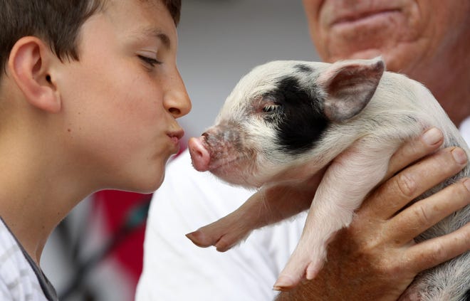 A fundraiser for Learn to Read, the Kiss the Pig Contest winner is announced each year at the Rhythm & Ribs Festival. The team that collects the most money for Learn to Read gets to kiss the pig. This year's festival is planned for April 6–8 at Francis Field. [File Photo/The Record]