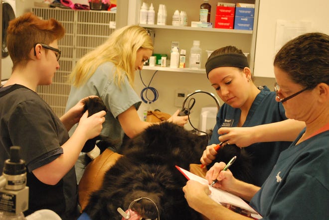 Pictured, from left: Jaxson Jeffery, of Pepperell; Gabrielle Cartaglia, of Chelmsford; and veterinary technicians Taylor Snediker and Andrea Lombardi prepare Bowie, a Newfoundland, for surgery. [Courtesy Photo]