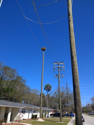 Two new Osprey perches are installed in base housing. These perches help to minimize the potential for nests causing power outages by giving the ospreys a better alternative than the light poles.