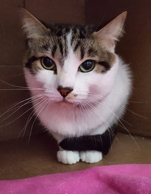 Come meet Scuttle at the Merrimack River Feline Rescue Society, located at 63 Elm St., Salisbury. [Courtesy Photo]