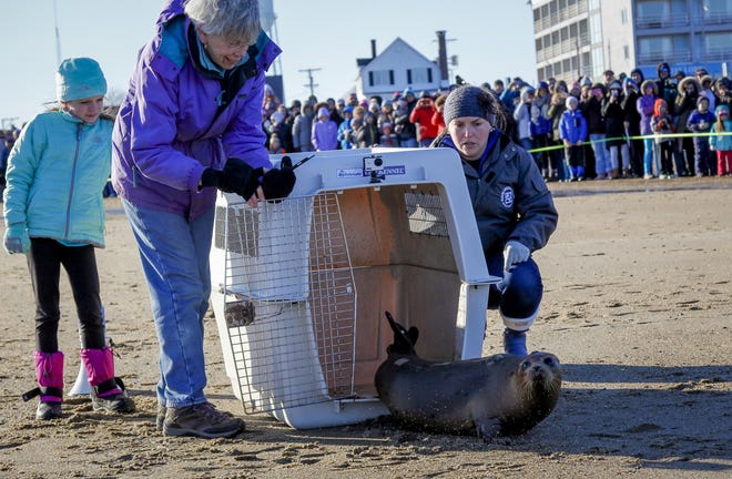 Alexandra Kelly, 7, of Tewksbury, Mass. , left, Katharine Brown of Rye, and Ashley Stokes of the Seacoast Science Center Marine Mammal Rescue Team watch Mack the harp seal exit his cage as he was released back into the wild Sunday at Hampton Beach. [Shawn St. Hilaire/Seacoastonline]