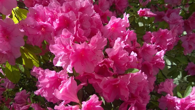 Azaleas are usually purchased in the spring when they are in bloom — an important reason for growing this popular shrub. [PHOTO SUBMITTED BY PAT ROBBINS, MASTER GARDENER]
