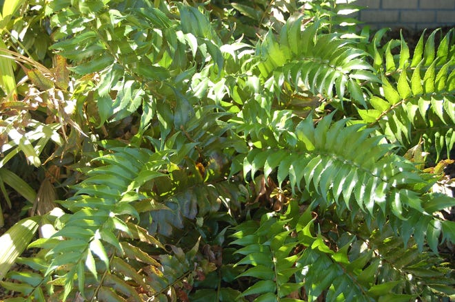Holly ferns are a great choice for shady areas around the foundation of the home and mature at 1-3 feet tall and 2-3 feet wide. [Terry Brite DelValle/UF/IFAS]