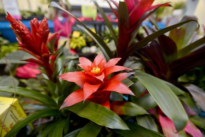 Bromeliads are displayed on March 21 at a booth run by Potratz Floral Shop & Greenhouses, during the Erie Home & Garden Expo at the Bayfront Convention Center. [FILE PHOTO/ERIE TIMES-NEWS]